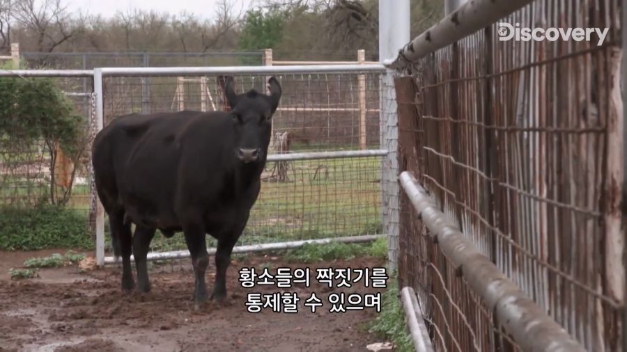 부랄튀김, 텍사스판 뒷고기_5.jpg