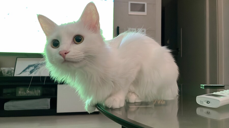 대형사고 친 고양이 루이_8.jpg