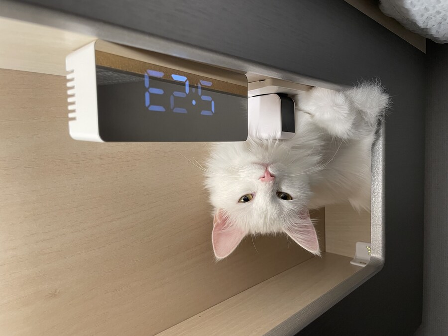 대형사고 친 고양이 루이_10.jpg