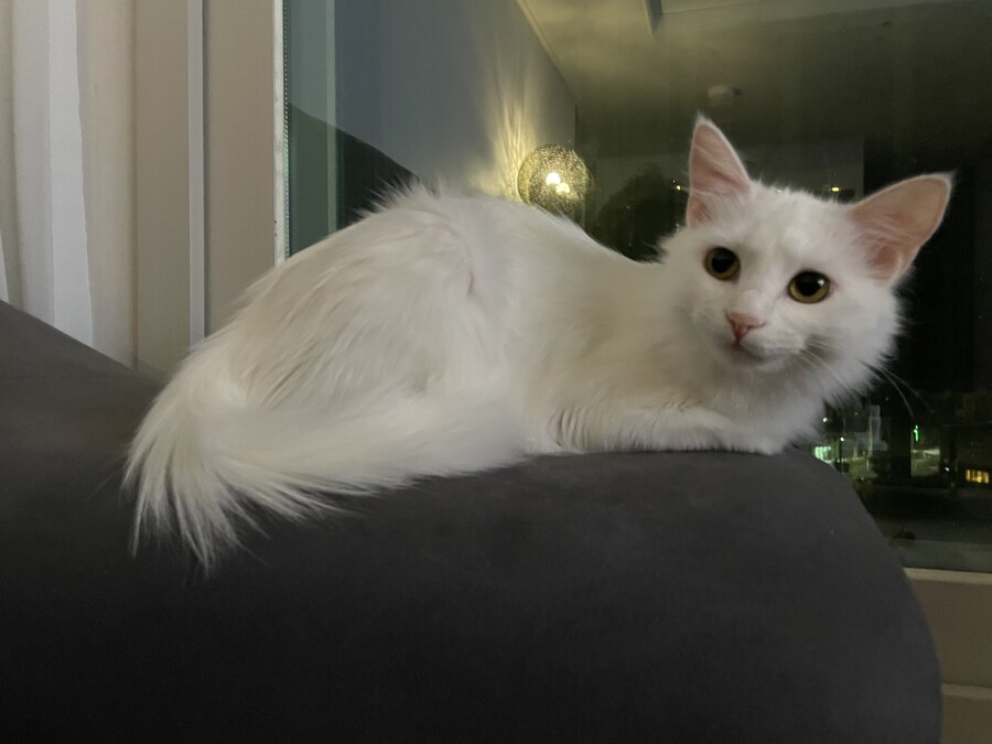 대형사고 친 고양이 루이_13.jpg