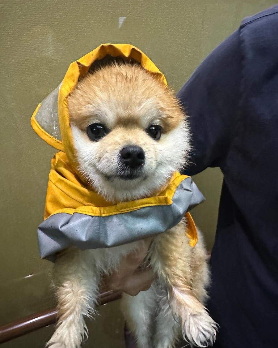 성동구 반려견 순찰대 '호두'근황.jpg_5.jpg