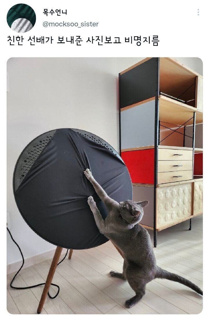 베스트 400만원 고양이 스크래처의 대항마! 침대 겸 스크래처_1.png