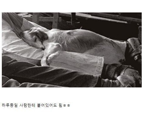 19세기 강아지들의 직업_2.jpg