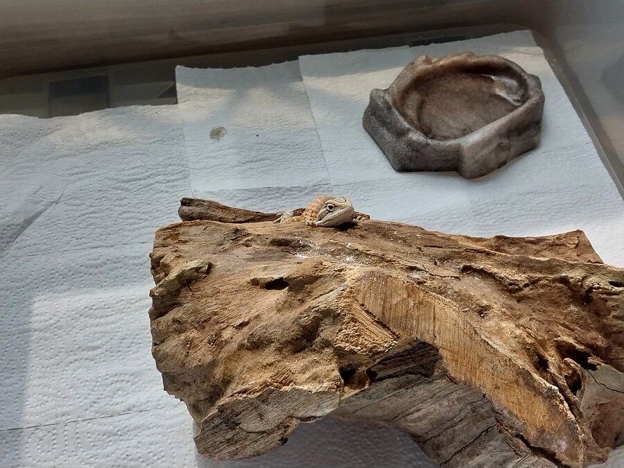 파충류) 우리집 미니 가시 호떡이_1.jpg