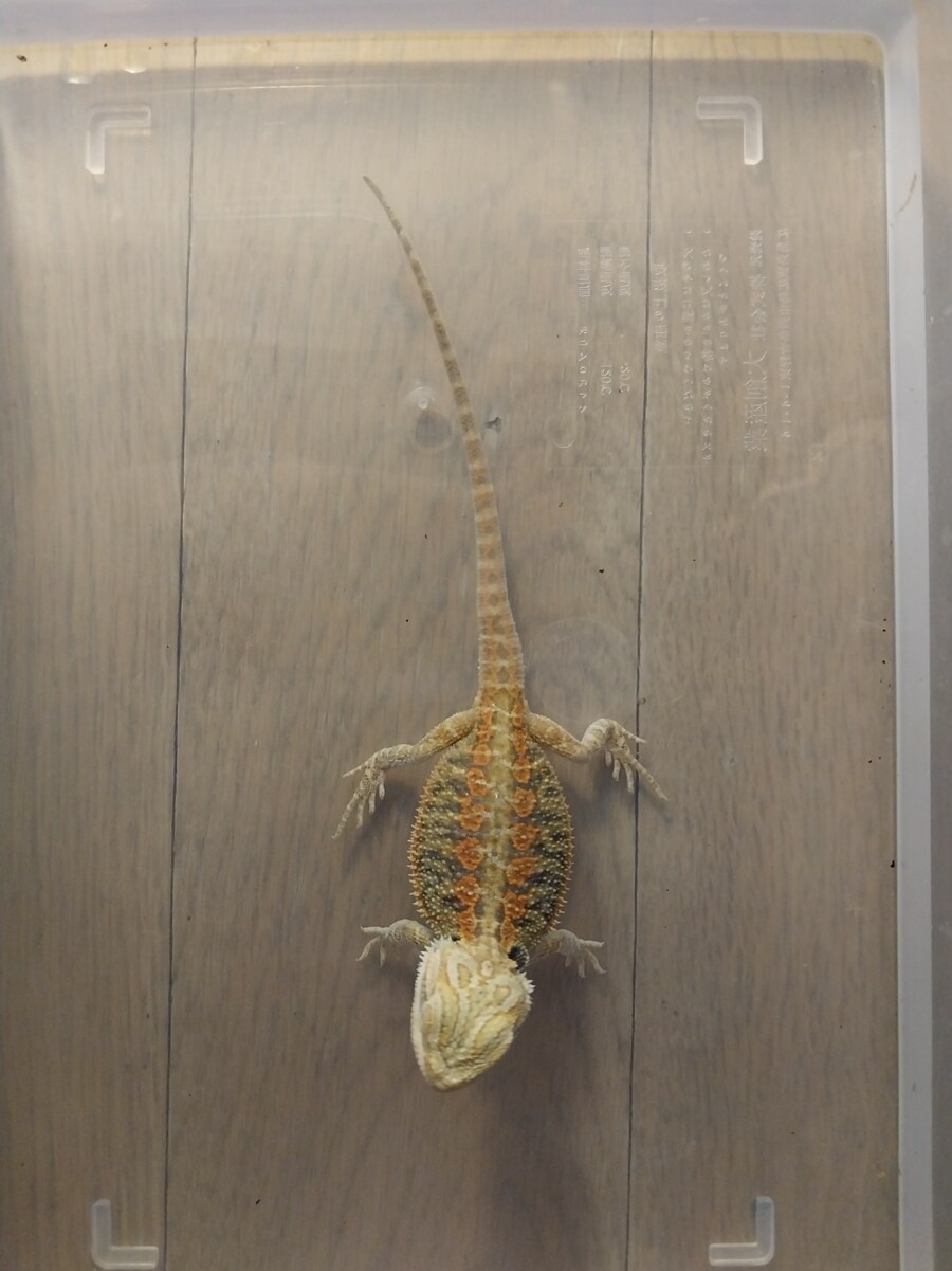 파충류) 우리집 미니 가시 호떡이_3.jpg