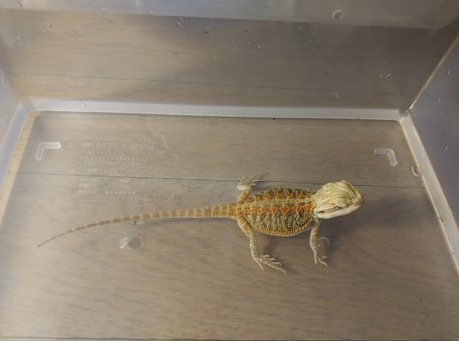 파충류) 우리집 미니 가시 호떡이_4.jpg