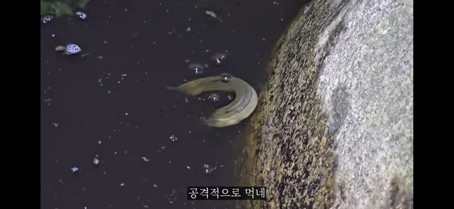 모기 서식지에 미꾸라지 풀면 생기는 일.gif_14.jpg