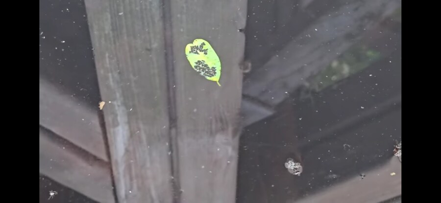 모기 서식지에 미꾸라지 풀면 생기는 일.gif_24.jpg