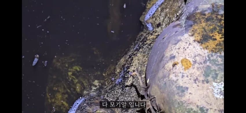 모기 서식지에 미꾸라지 풀면 생기는 일.gif_5.jpg