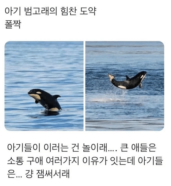 아기 범고래가 점프하는 이유.jpg_1.webp