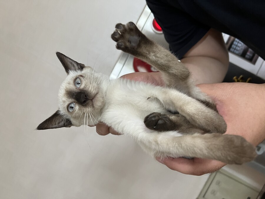 회사에 잠입한 고양이 새끼 한마리와의 일주일_8.jpg