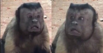 서유기 원작 소설 대체적인 분위기 (혈압주의)_30.jpg