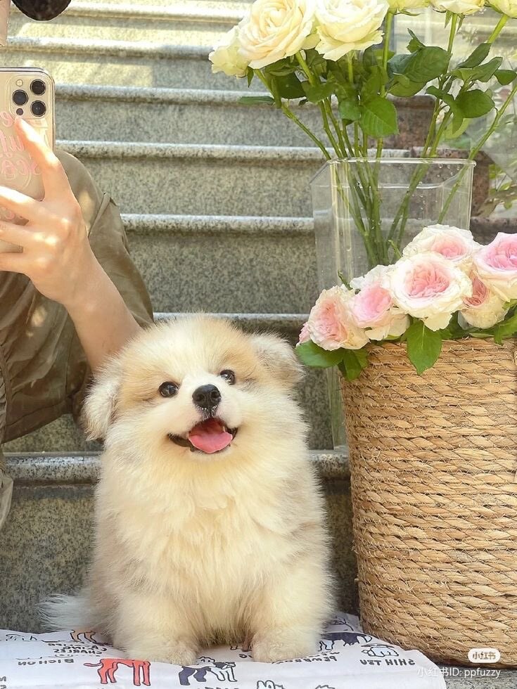 귀여운 강아지 보고가.jpg_1.jpg