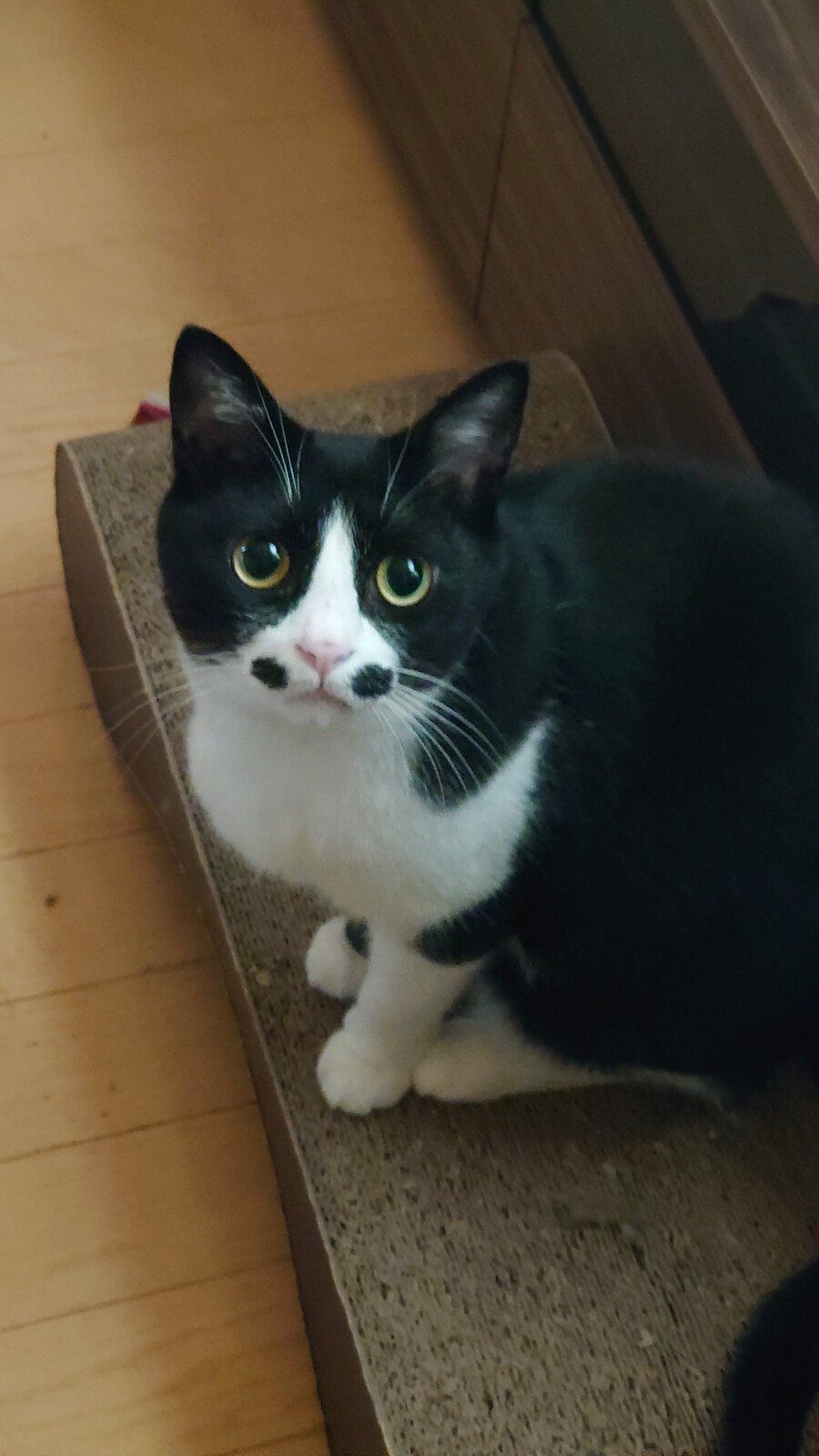 오늘의 바둑이.jpg_3.jpg