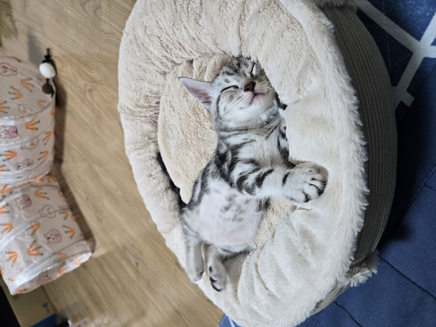 아침을 여는 3개월생 고냥이짤_4.jpg