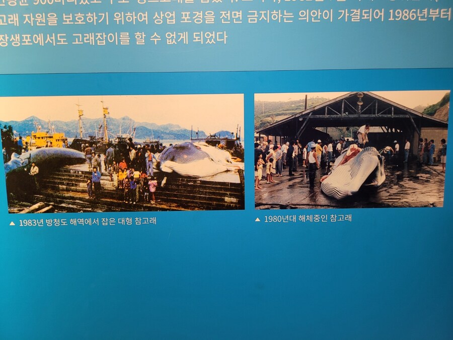 #울산,장생포 고래박물관_10.jpg
