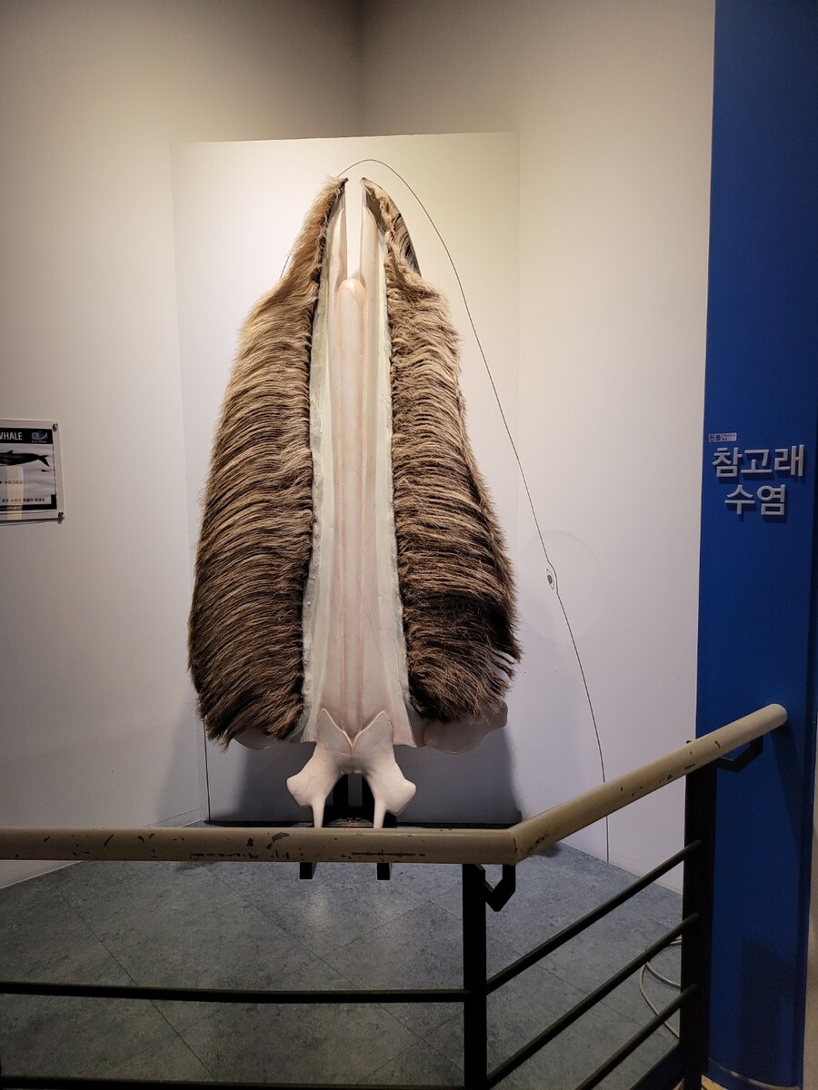 #울산,장생포 고래박물관_18.jpg
