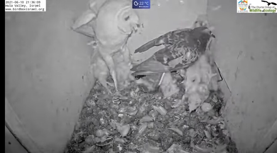 위기감을 잃어버린 빡대가리 짐승.gif_6.jpg
