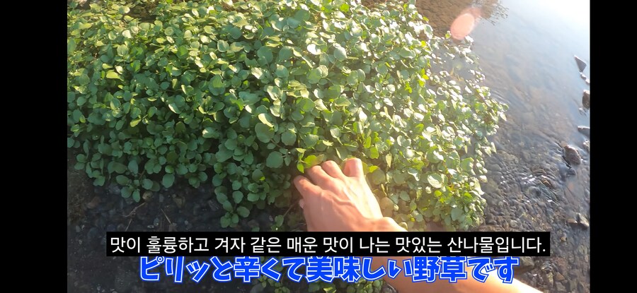 돌솥비빔밥 만드는 일본인.youtube_6.png