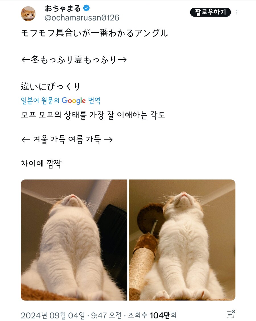 고양이의 계절별 털찜 차이.jpg_1.jpg
