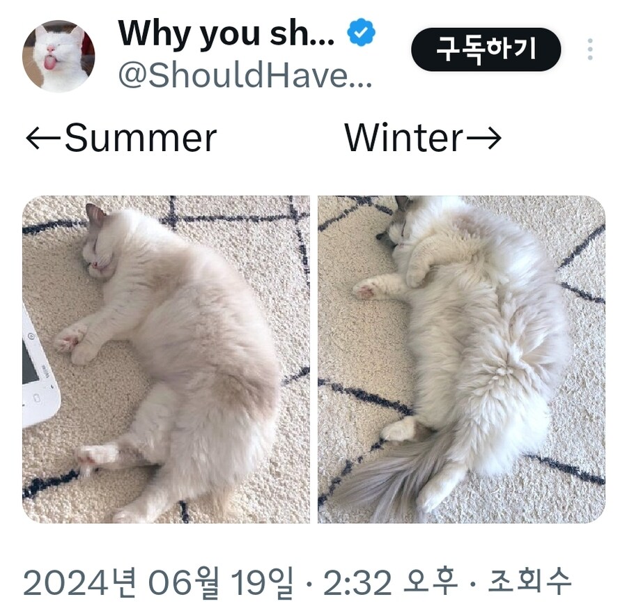 고양이의 계절별 털찜 차이.jpg_2.jpg