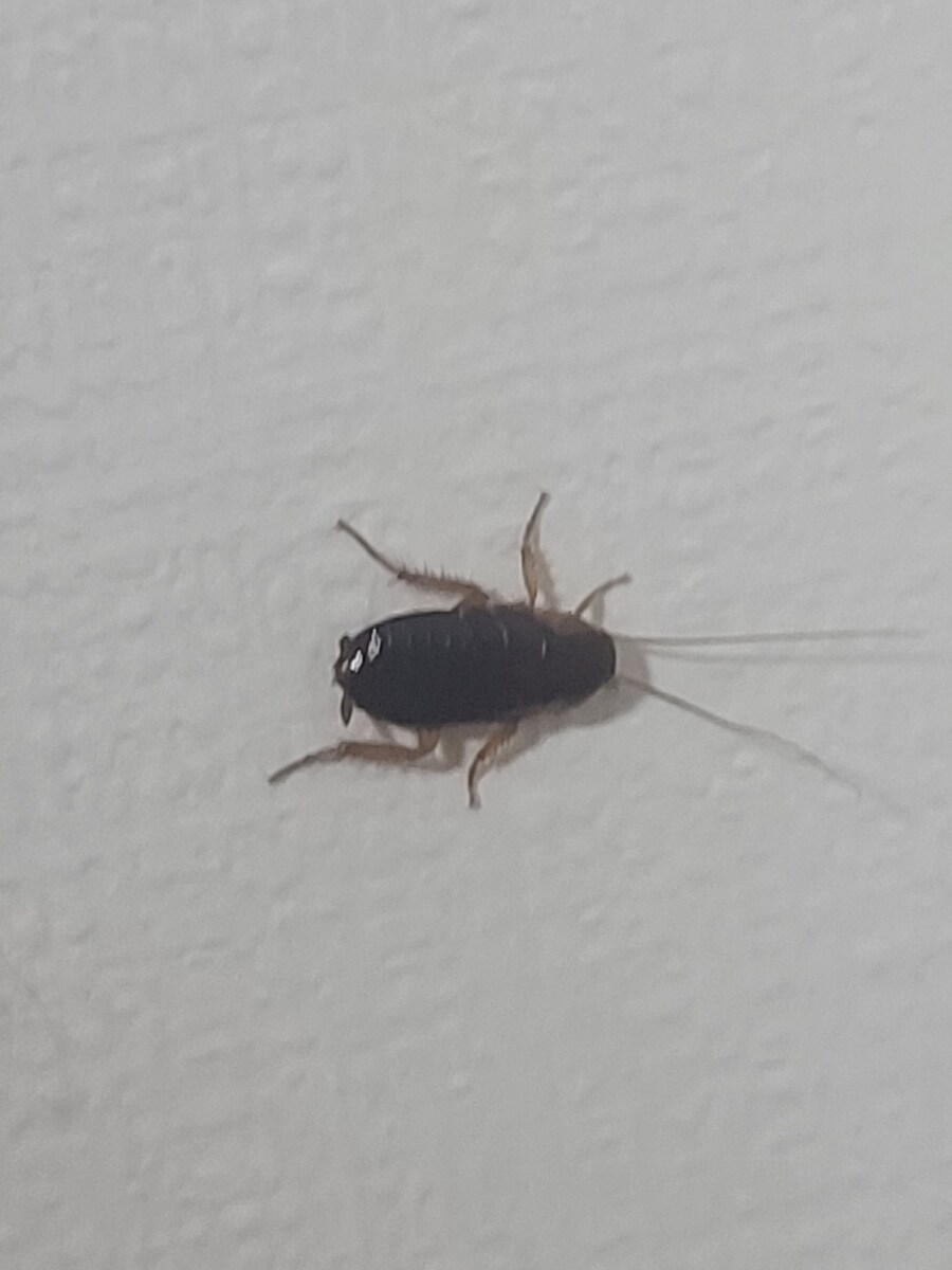 (혐)집에서 바퀴벌레 비슷한 벌레가 나오는데 이벌레는 뭘까요?_1.jpg