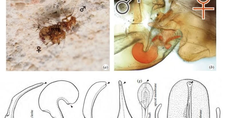 생물의 암수를 구별하는 방법_2.jpg
