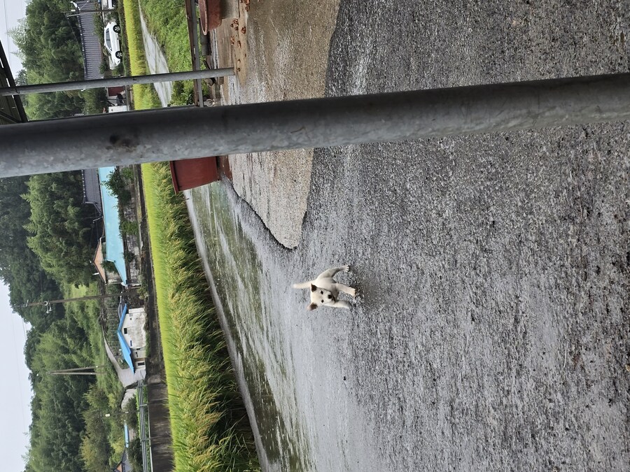 명절날 시고르자브종 근황(개+개+냥이)_3.jpg