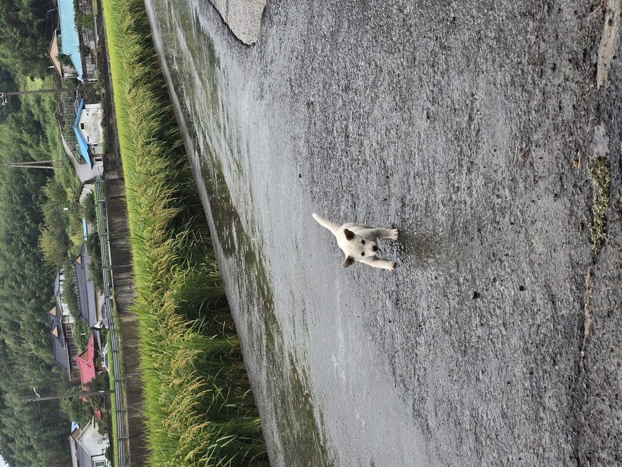 명절날 시고르자브종 근황(개+개+냥이)_4.jpg