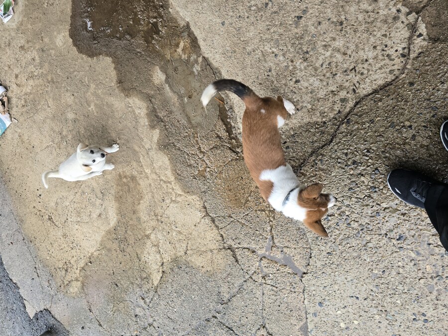 명절날 시고르자브종 근황(개+개+냥이)_5.jpg