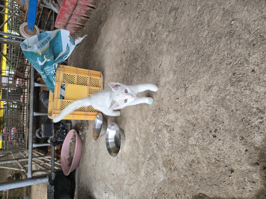 명절날 시고르자브종 근황(개+개+냥이)_8.jpg