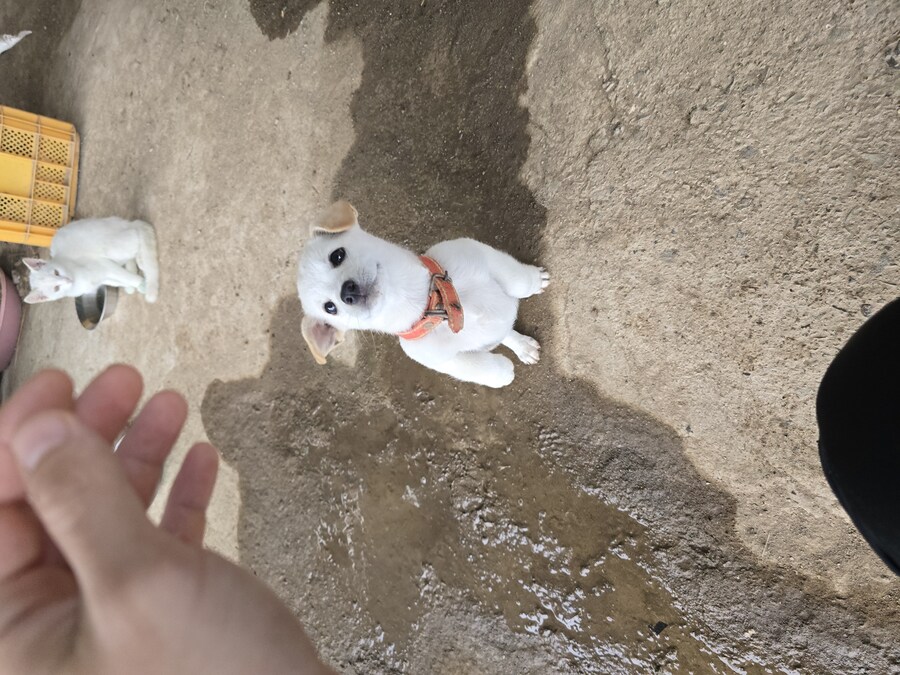 명절날 시고르자브종 근황(개+개+냥이)_11.jpg