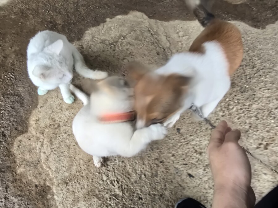 명절날 시고르자브종 근황(개+개+냥이)_16.jpg