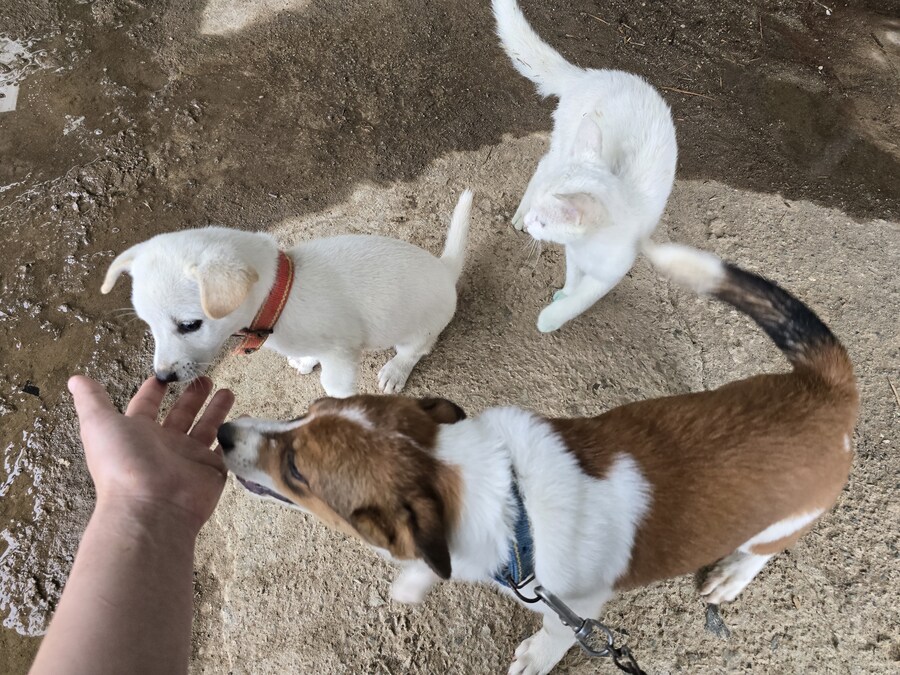 명절날 시고르자브종 근황(개+개+냥이)_15.jpg