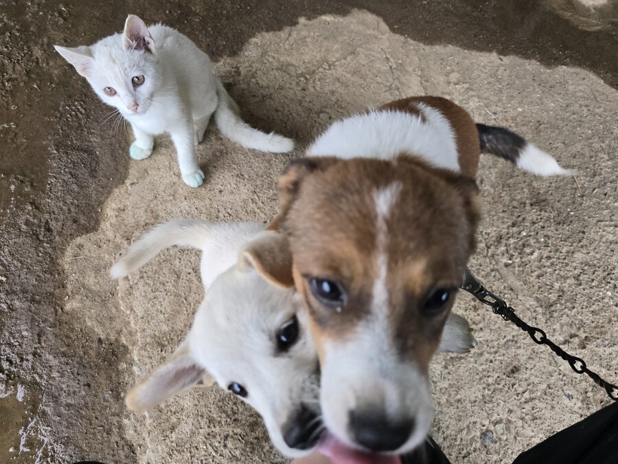 명절날 시고르자브종 근황(개+개+냥이)_17.jpg