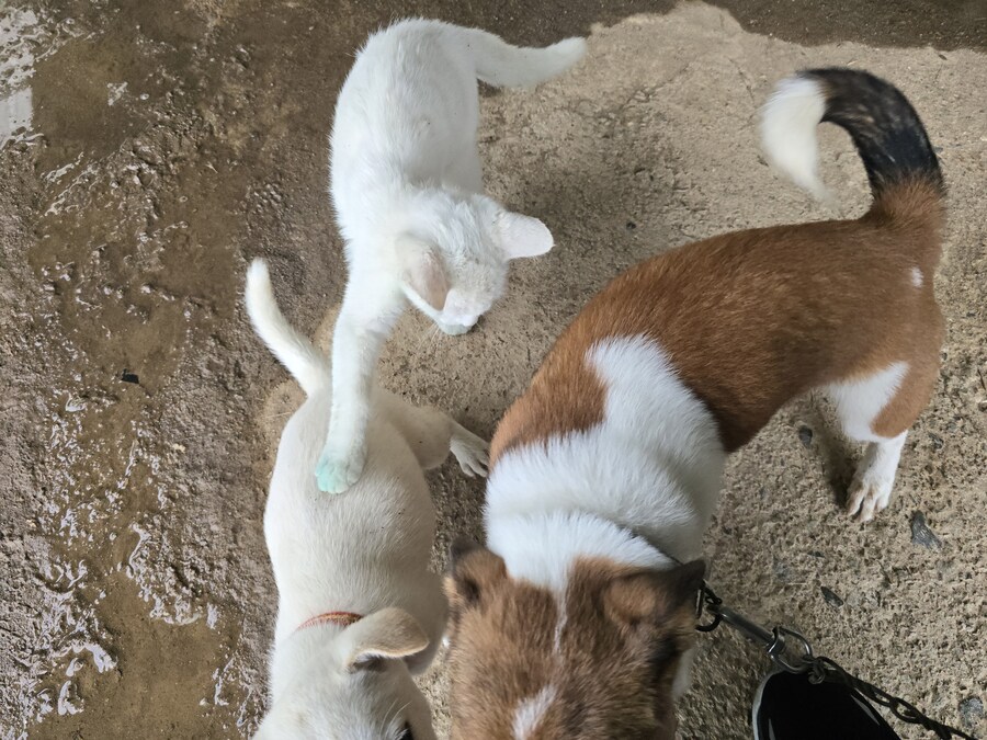 명절날 시고르자브종 근황(개+개+냥이)_19.jpg