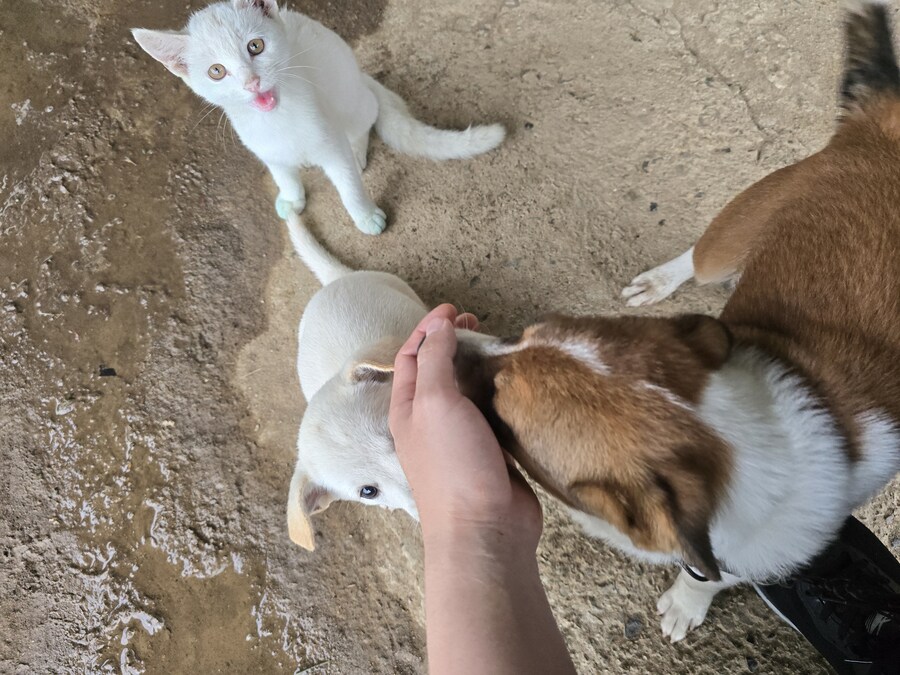 명절날 시고르자브종 근황(개+개+냥이)_20.jpg