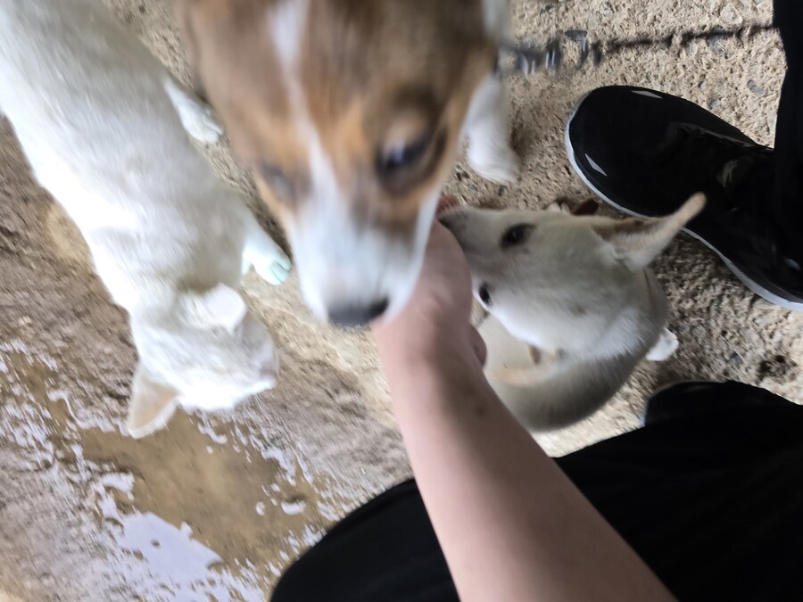 명절날 시고르자브종 근황(개+개+냥이)_26.jpg