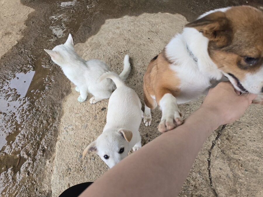 명절날 시고르자브종 근황(개+개+냥이)_31.jpg