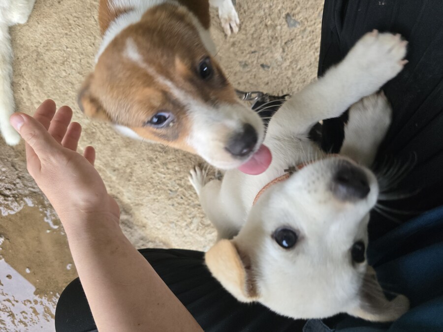 명절날 시고르자브종 근황(개+개+냥이)_36.jpg