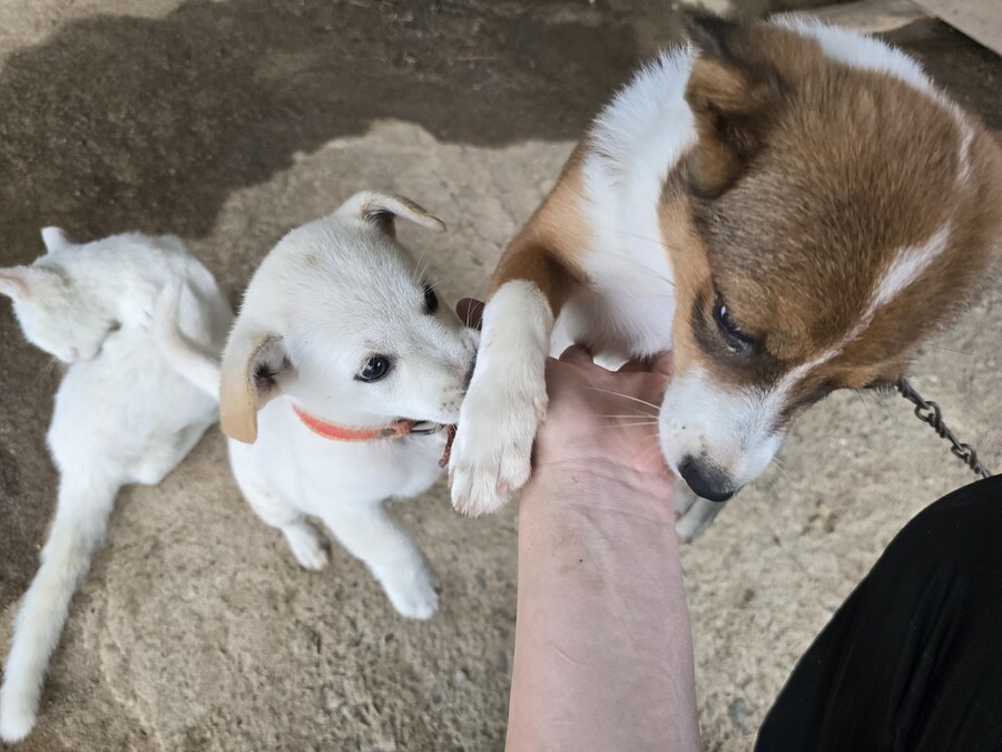 명절날 시고르자브종 근황(개+개+냥이)_38.jpg