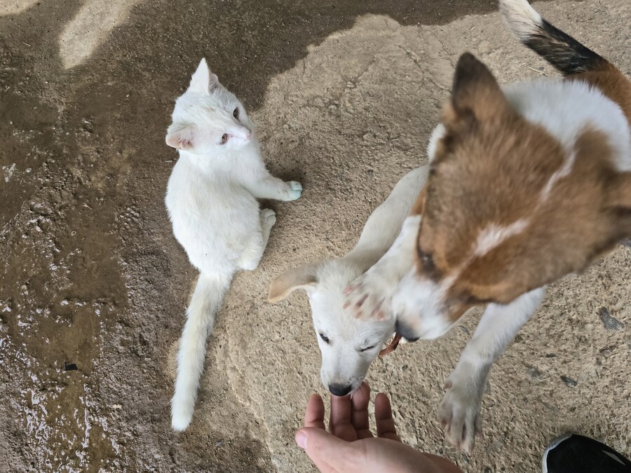 명절날 시고르자브종 근황(개+개+냥이)_34.jpg