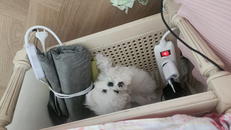 입양후 2달이 되가내요~_3.jpg