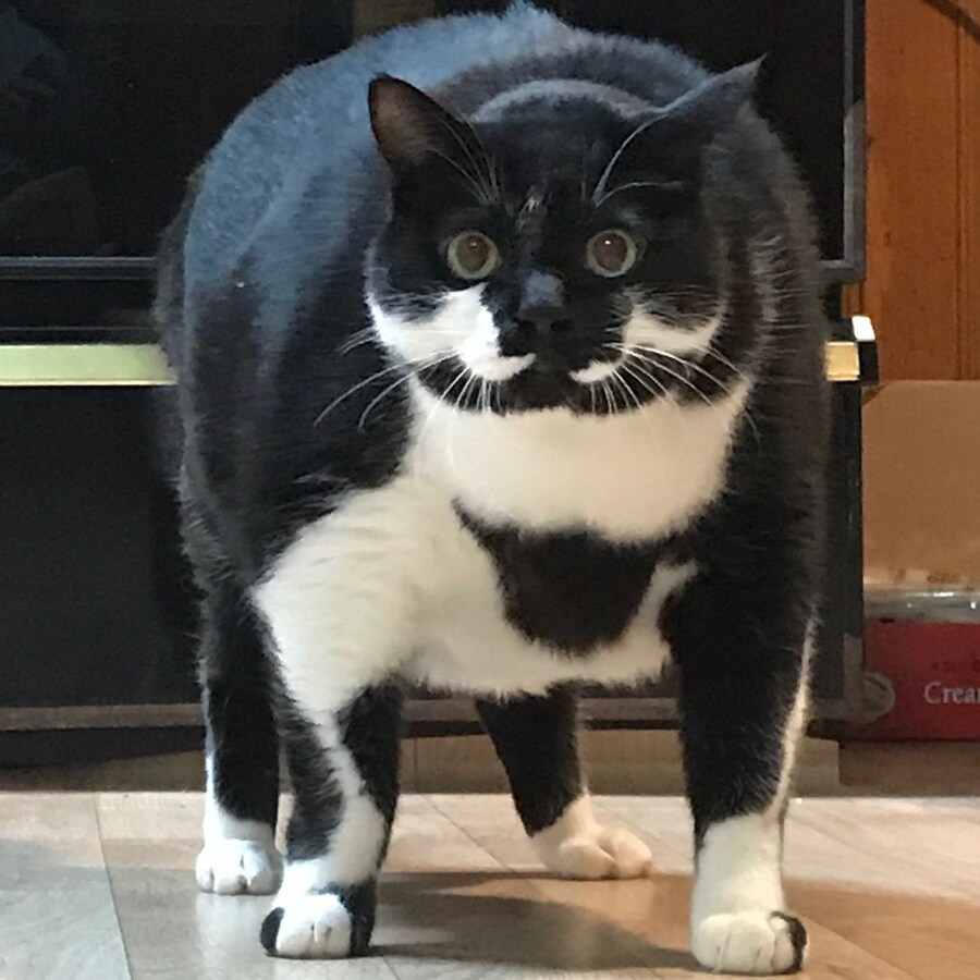 세상에서 사라지고 있는 고양이 ㄷㄷ_2.jpg