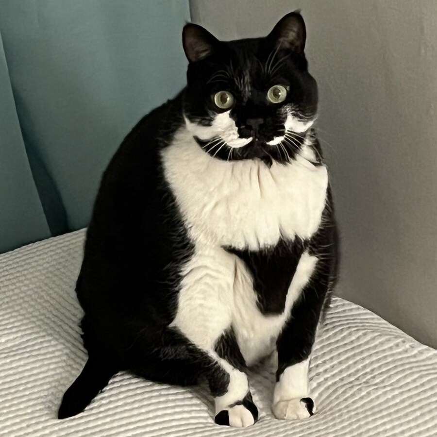 세상에서 사라지고 있는 고양이 ㄷㄷ_3.jpg