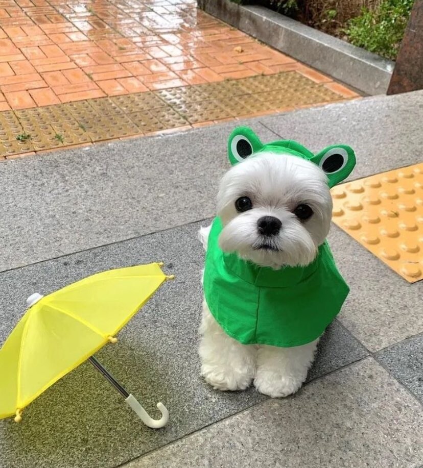 우비입은 고양이 강이지.jog_3.jpg