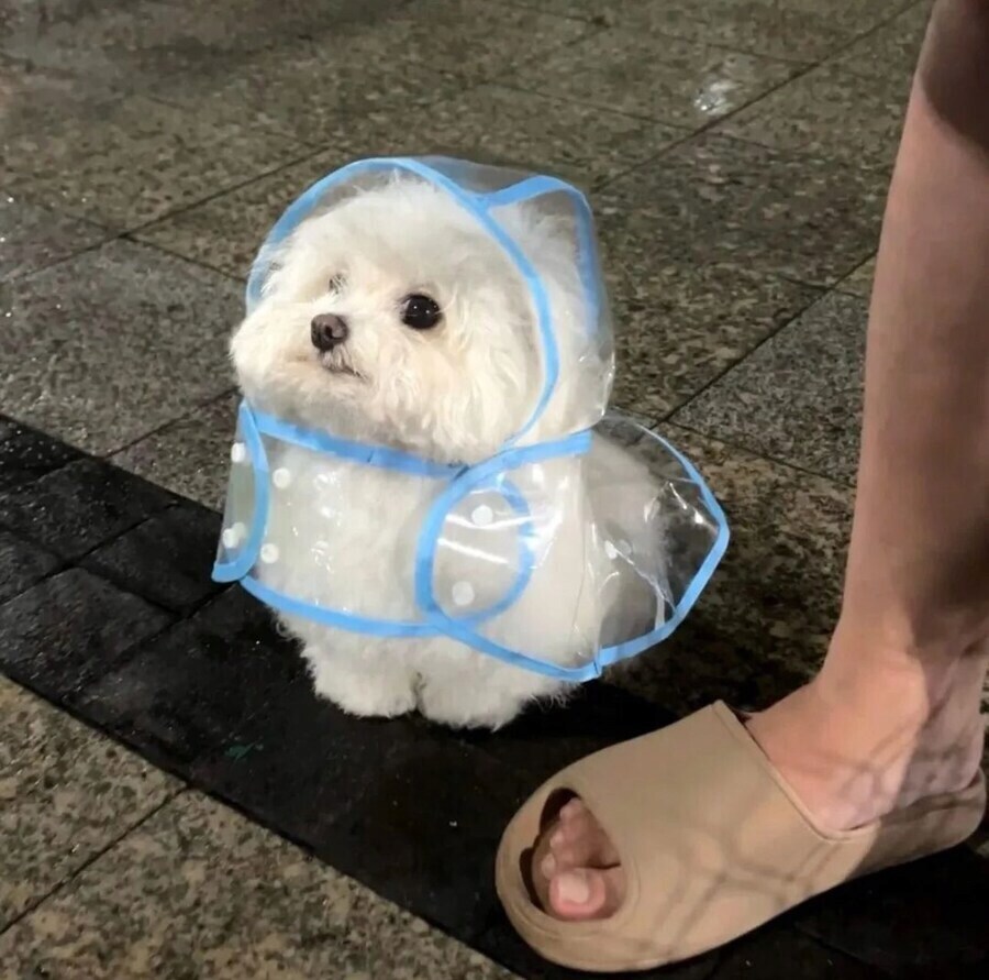 우비입은 고양이 강이지.jog_5.jpg