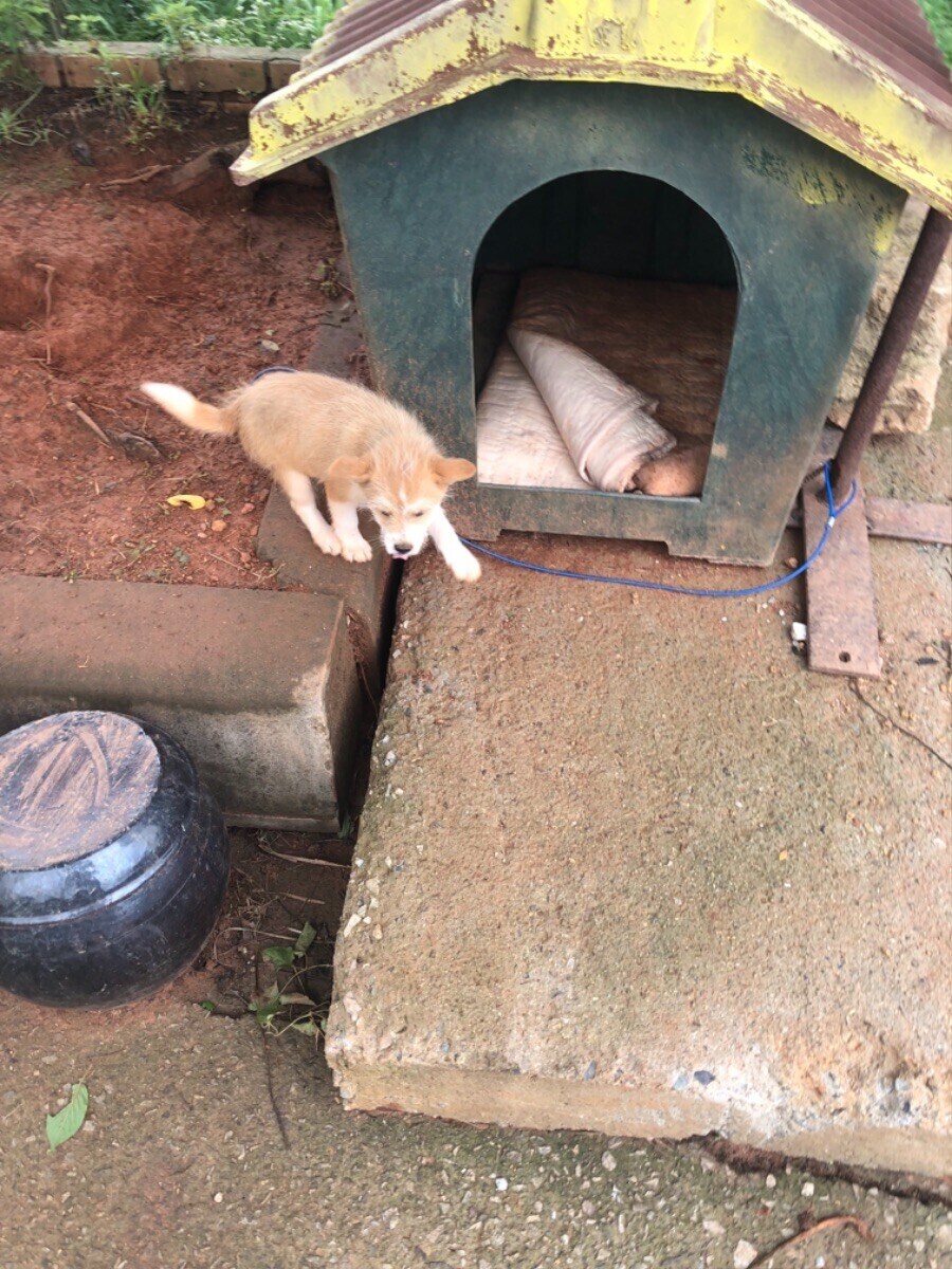 식당에서 만난 강아지 (귀여워)_7.jpg