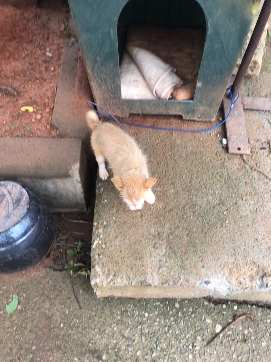 식당에서 만난 강아지 (귀여워)_8.jpg