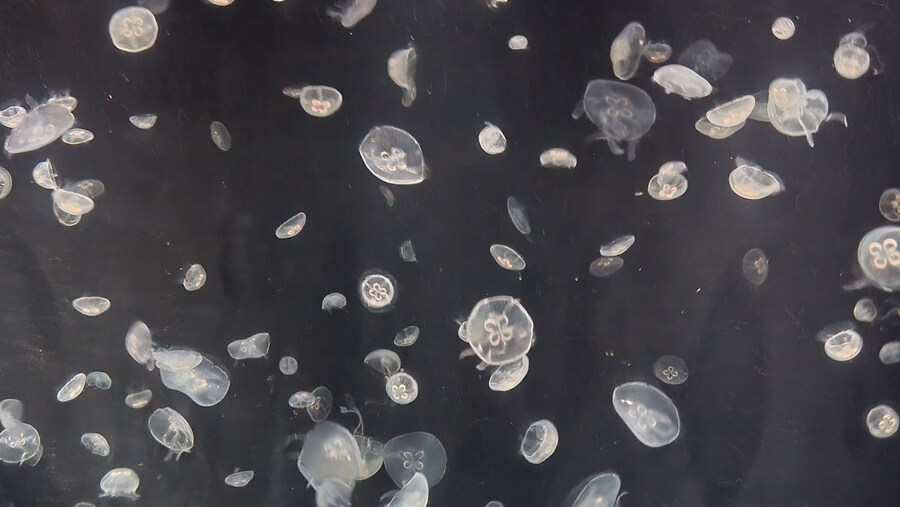 오사카 간사이 여행(2024.09.22~09.27) 4일차_26.jpg